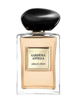Gardenia Antigua