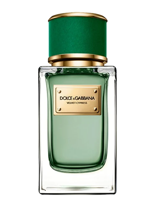 Dolce & Gabbana Velvet Cypress