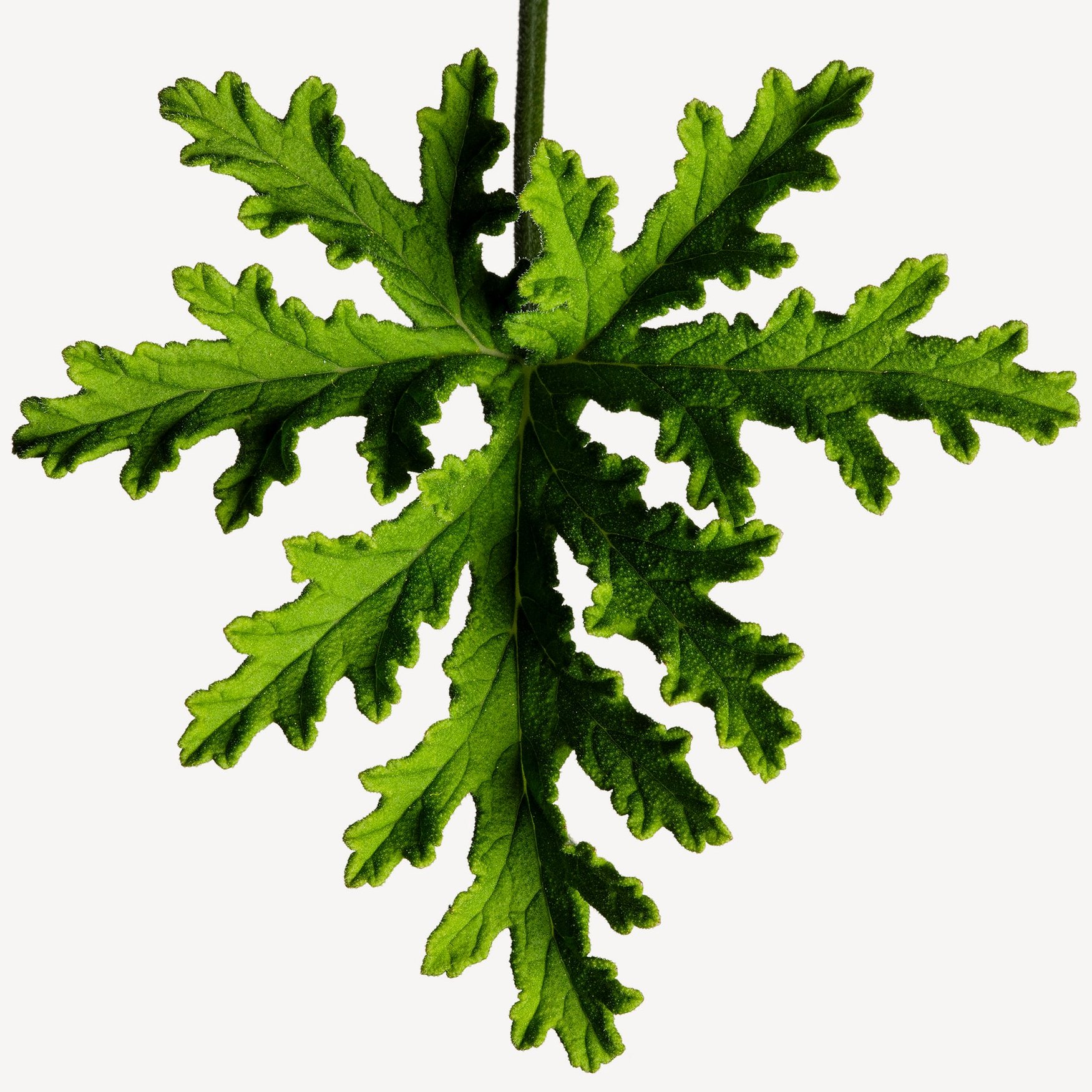 Portrait de Alain Muraour