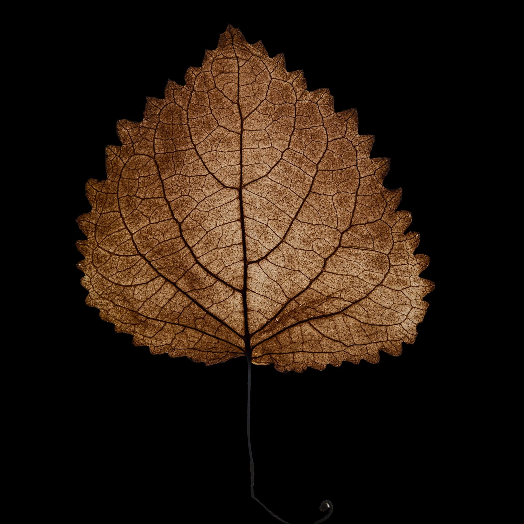 Portrait de Arturetto Landi