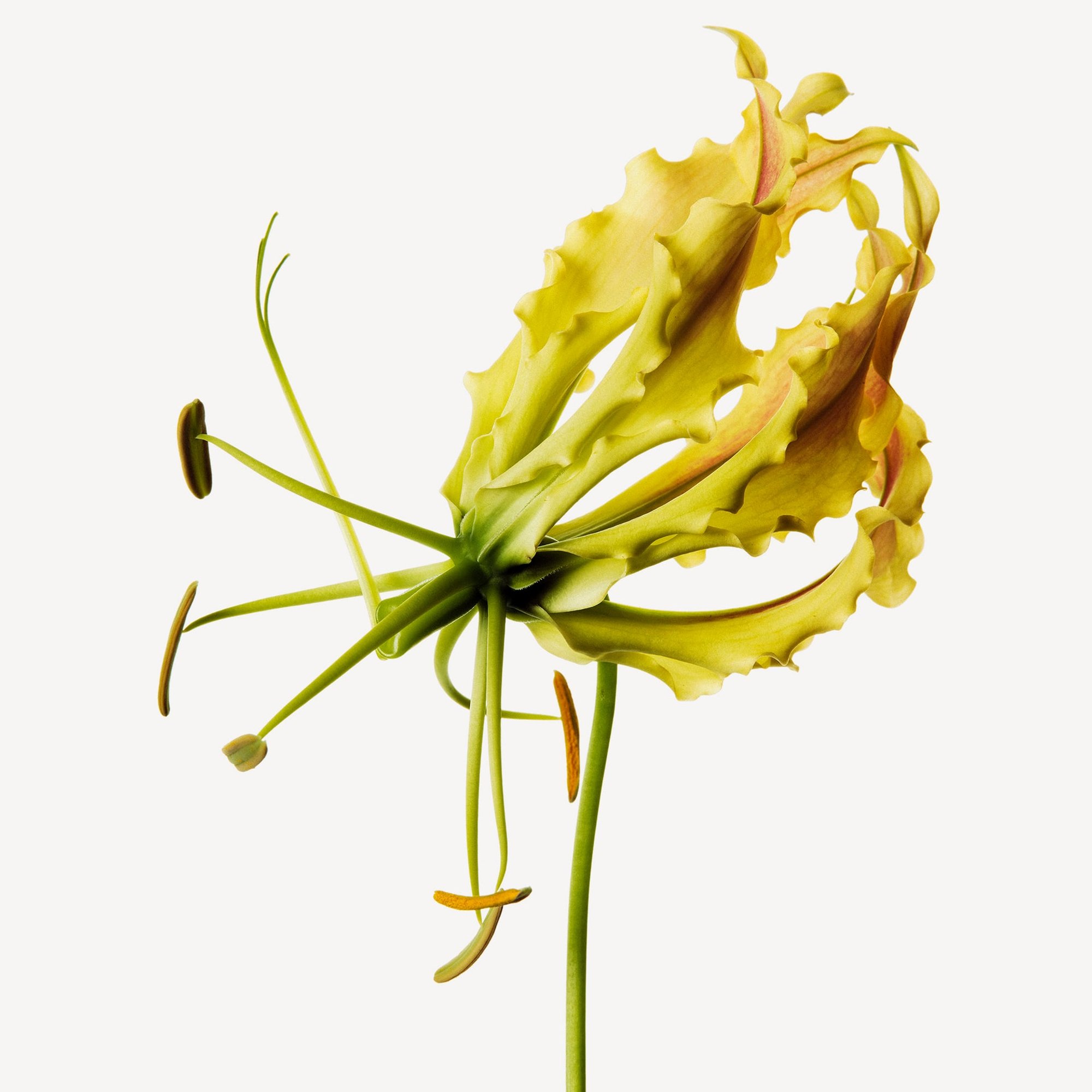 Portrait de Daniel Pescio