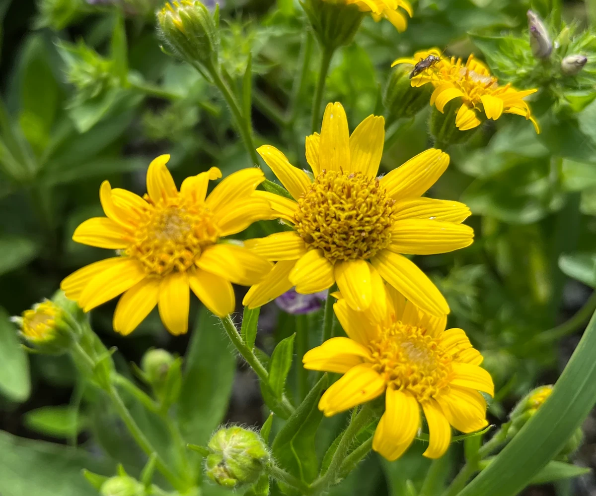 Arnica