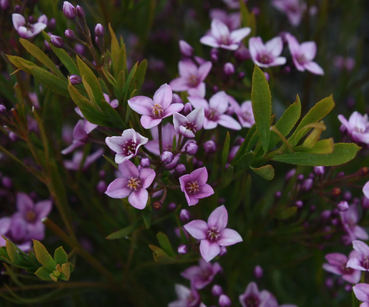 boronia
