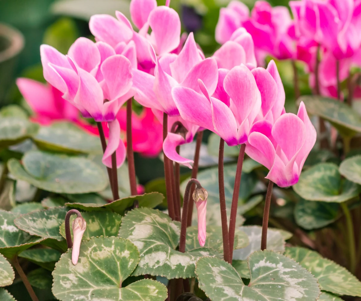 cyclamen