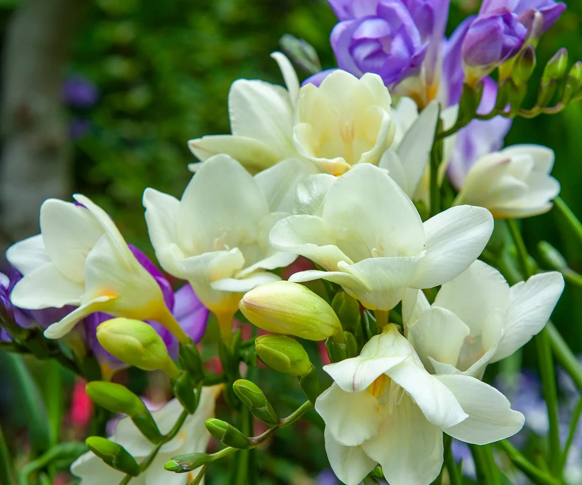 Freesia