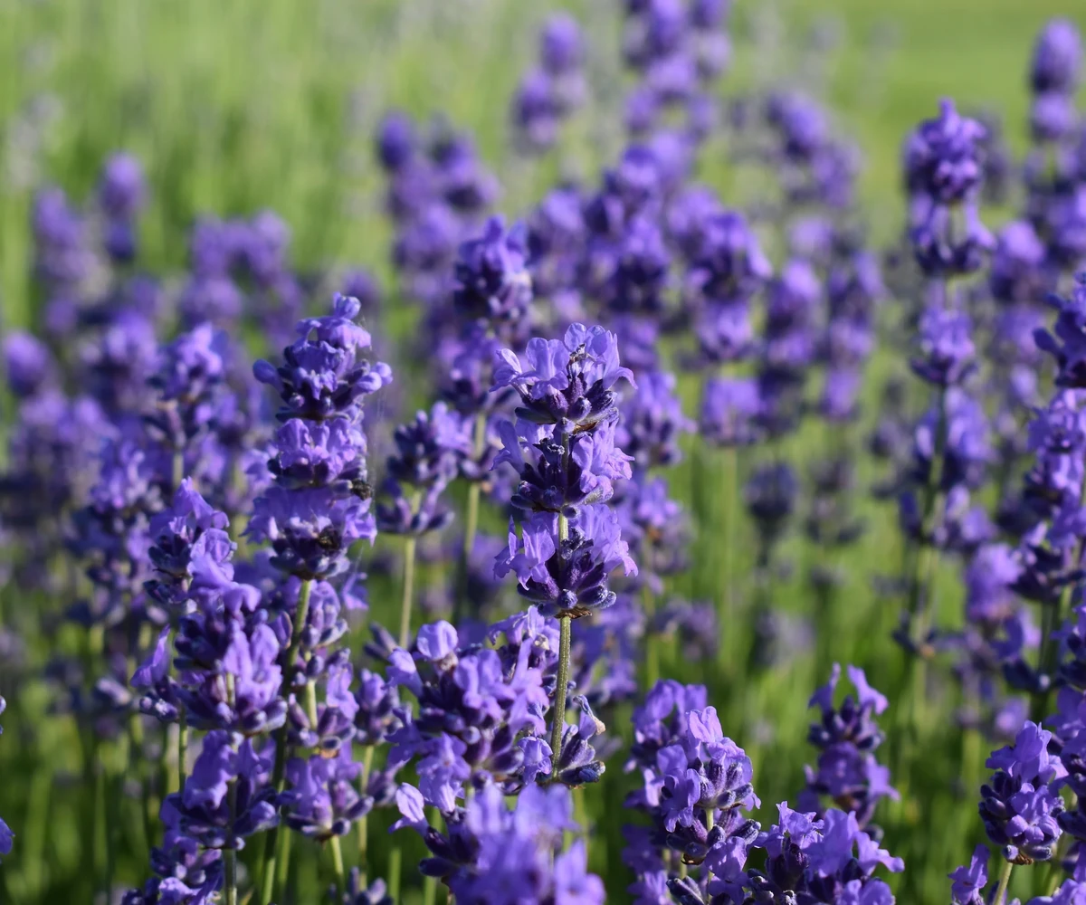 Lavande