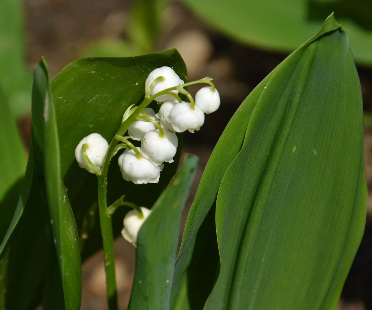 Muguet