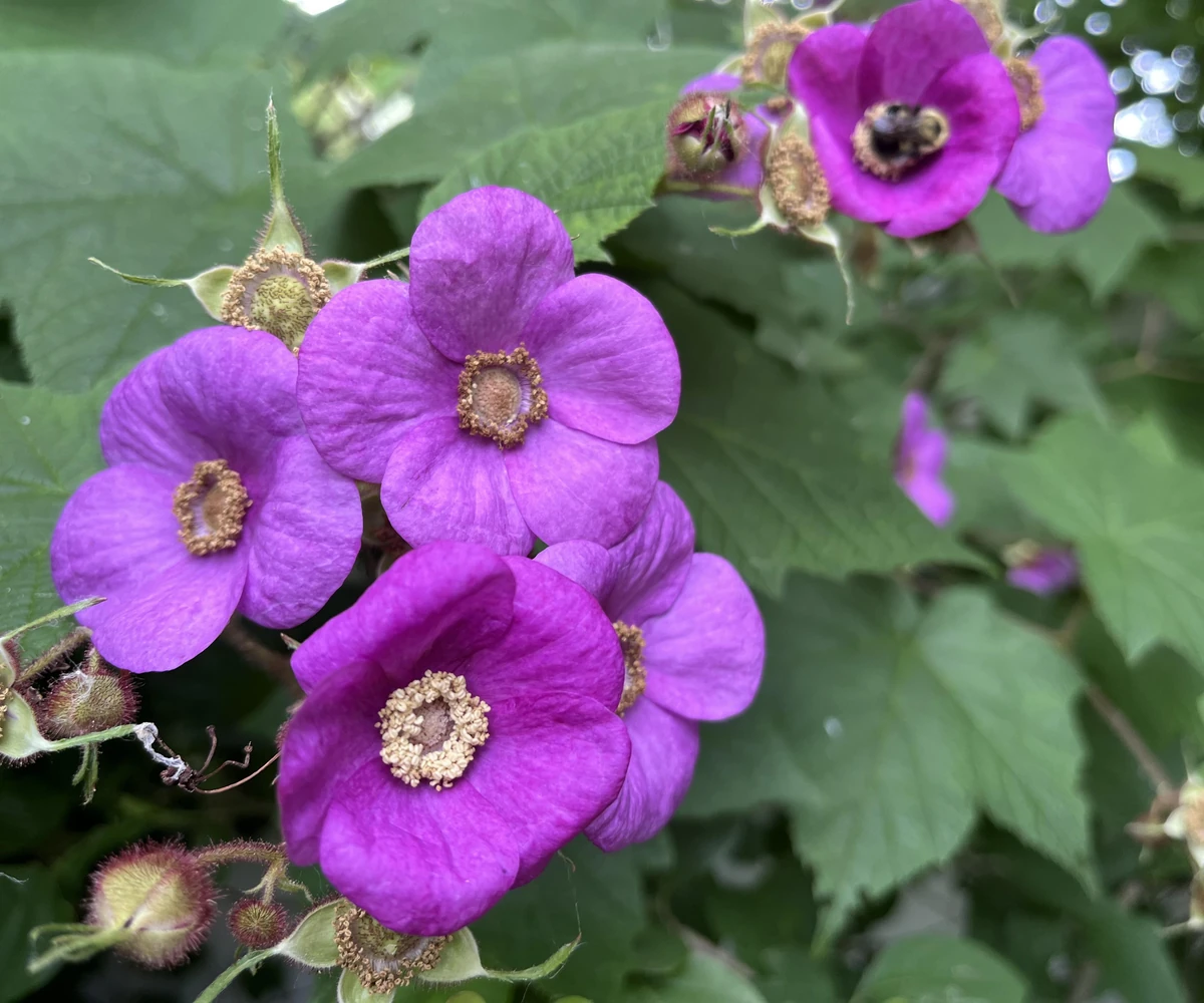 fleur de framboisier