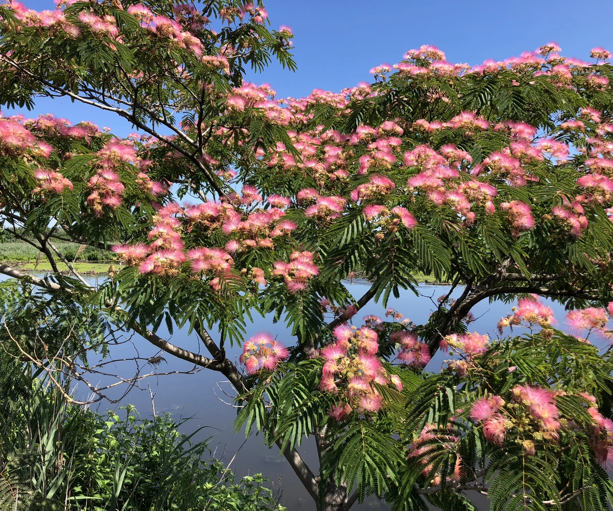 fleur de bois de soie