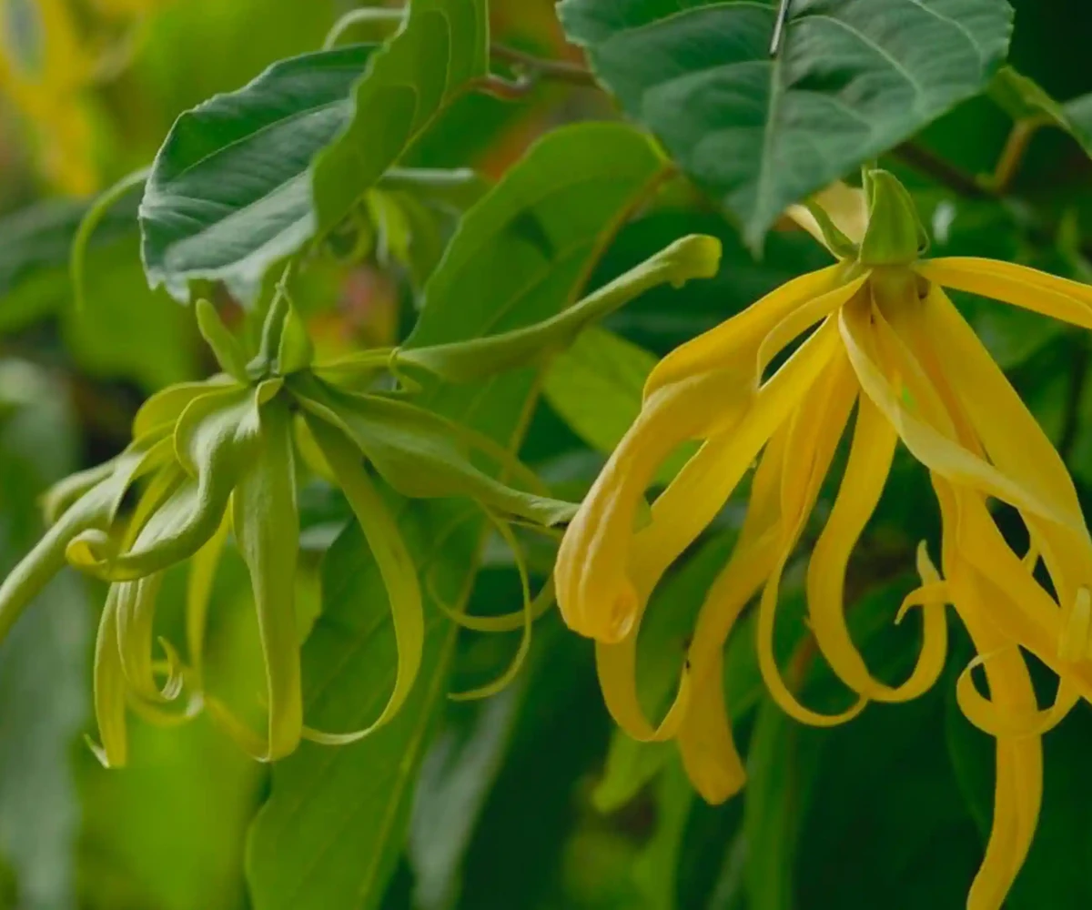 Ylang-ylang