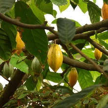 cacao